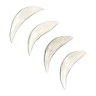 Coyote teeth