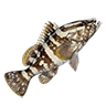 O grouper