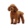 Poodle