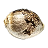 Acapulcogold seed