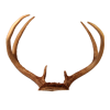 Deerhorns
