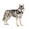 Husky