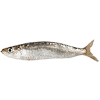 Anchovy