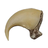 Cougar claw