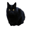 Blackcat