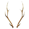 Deer horns