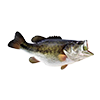 Largemouthbass