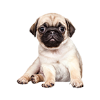 Pug