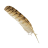 Feather chicken