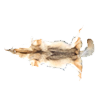 Coyotepelt