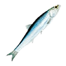 O anchovy