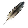 Bird feather