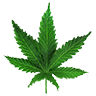 Acapulcogold leaf