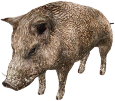 A c boar