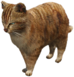 A c cat 01