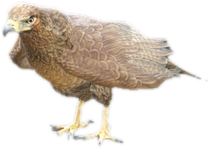 A c chickenhawk