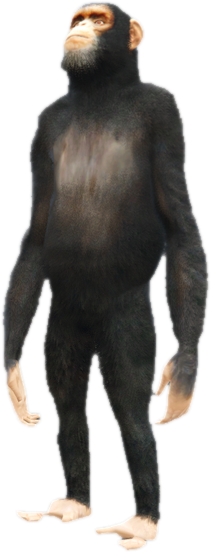 A c chimp