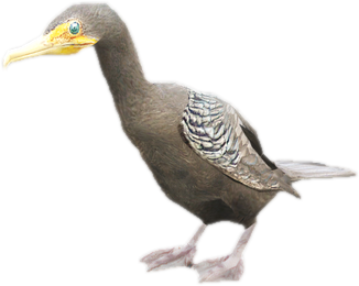 A c cormorant