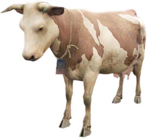 A c cow