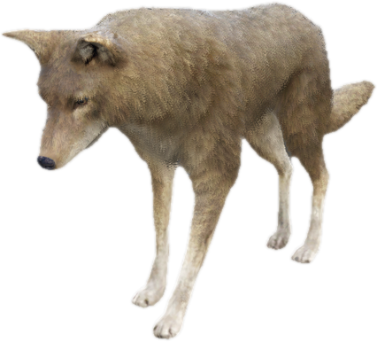 A c coyote