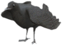 A c crow