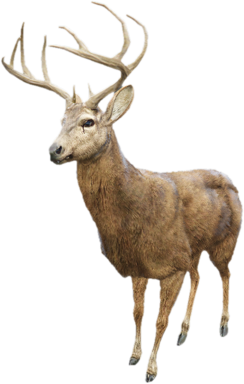 A c deer