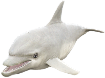 A c dolphin