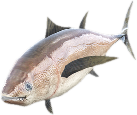A c fish