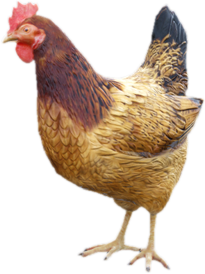 A c hen