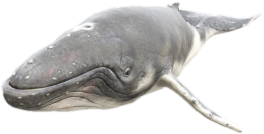 A c humpback