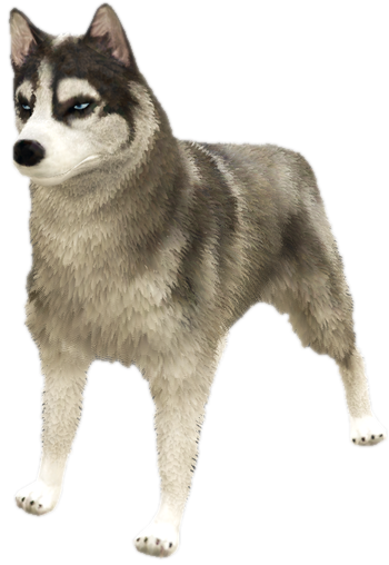 A c husky