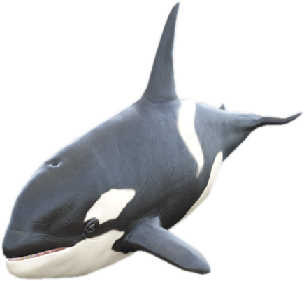 A c killerwhale