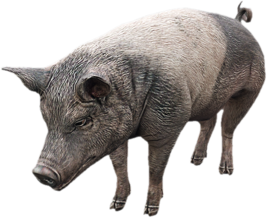 A c pig 1 