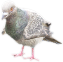 A c pigeon