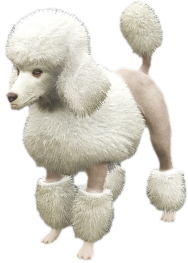 A c poodle