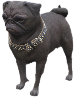 A c pug