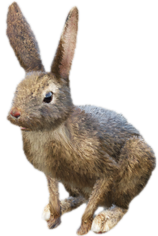 A c rabbit 01