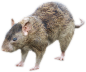A c rat