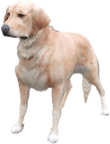 A c retriever
