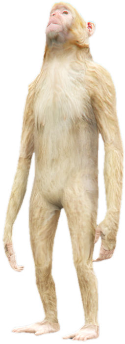 A c rhesus