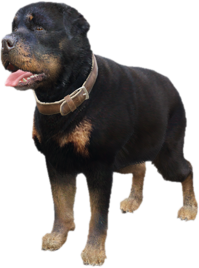 A c rottweiler