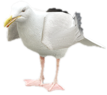 A c seagull