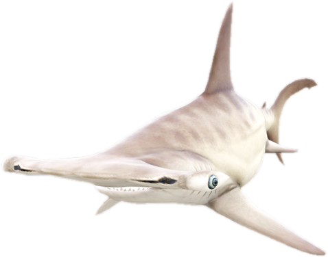 A c sharkhammer