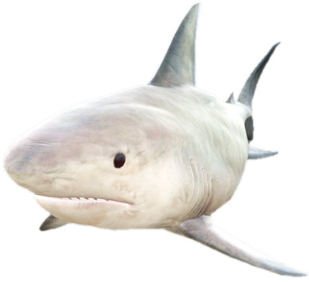 A c sharktiger