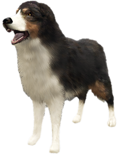 A c shepherd