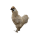 Alive chicken