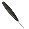 Feather cormorant