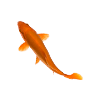 Goldfish