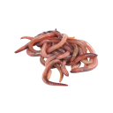 Bait