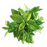 Basil